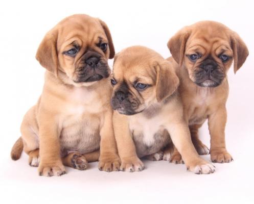 Superb quality f1 puggle puppies ready NOW!!